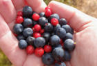 Blau- und Preiselbeeren: Von der Hand �