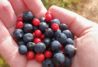 Blau- und Preiselbeeren: Von der Hand �